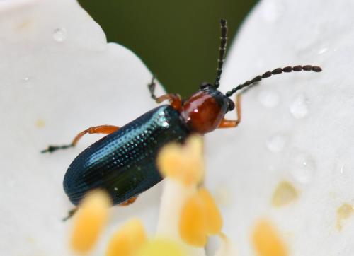Réf. 243 829 : Oulema sp.